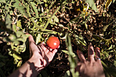 Unrecognizable female farmer collecting ripe tomatoes in garden on sunny day in countryside