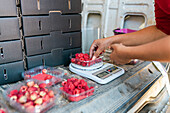 Side view of attentive female gardener measuring weight of ripe raspberries on digital scales in van trunk