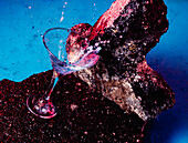 From above glass of Blue Lagoon alcoholic cocktail placed on rough stone in bright studio