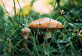 Nahaufnahme frischer Suillus granulatus Pilz wächst inmitten von nassem Gras am Sommermorgen in einem Waldgebiet
