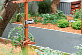 Tomato sapling tied to wooden stick with name plate in garden bed in agricultural village