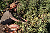 Side view of ethnic female farmer collecting ripe tomatoes in garden on sunny day in countryside