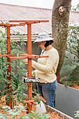 Konzentrierte Gärtnerin mit Hut besprüht Tomatensetzling im Gartenbeet auf dem Lande