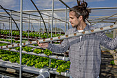 Männlicher Landwirt in kariertem Hemd und Jeans trägt ein Rohr zur Arbeit in einem Gewächshaus mit Reihen von Salat, der auf hydroponischen Tischen wächst