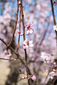 Hölzerne Zweig mit Mandel rosa Blüten Blumen im Frühling gegen blauen Himmel