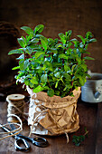 Fresh mint in a pot covered with brown kraft paper bag and tied with a jute rope on dark rustic wooden background