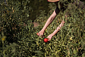 Unrecognizable female farmer collecting ripe tomatoes in garden on sunny day in countryside