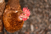 From above domestic bird hen farmed for livestock in garden in countryside