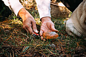 Closeup anonymous female using knife to collect fresh granulated bolete mushroom from grassy ground on summer day in nature