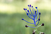 Weichzeichner der wilden blauen Muscari comosum Blume mit ungeöffneten Knospen am Stiel in der Natur an einem Sommertag