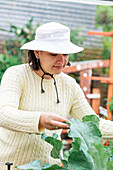 Positive female gardener wearing hat sweater and jeans touching green branches of plant growing in garden bed in farm