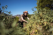 Side view of ethnic female farmer collecting ripe tomatoes in garden on sunny day in countryside