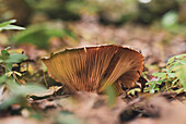 Milk cap mushroom growing in woods covered with fallen dry foliage in autumn day