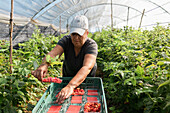 Gärtnerin prüft Beeren, während sie reife Himbeeren in Plastikkisten im Gewächshaus während der Erntezeit sammelt