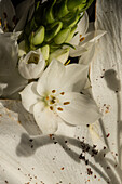 Draufsicht auf eine blühende üppige Knospe der weißen Lilien Eustoma bei Tageslicht