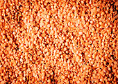 Top view full frame background pile of healthy dried small round bright red lentils seeds stacked together in light kitchen