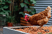 Side view of domestic bird hen farmed for livestock feeding on garden bed in countryside