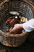 From above female putting fresh mushroom into wicker basket on autumn day in forest