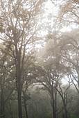 Trees growing in woods covered with thick fog in gloomy day