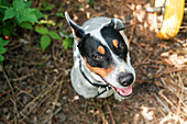 Jack Russell Terrier mit Halsband und geöffnetem Maul auf dem Boden sitzend, von oben