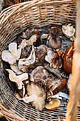 Top view of wicker basket with many assorted mushrooms placed on ground on autumn day in woodland