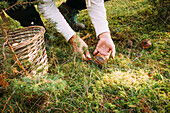 Closeup anonymous female using knife to collect fresh granulated bolete mushroom from grassy ground on summer day in nature near wicker basket