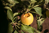 Frischer reifer Apfel auf einem Baum in einem üppigen Sommergarten auf dem Lande, von Insekten gebissen