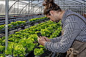 Side view of male gardener taking picture of lush lettuce on smartphone during workday in hydroponic greenhouse