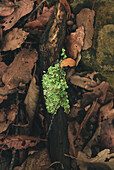From above of branch of tree with green lichen on ground covered with dry foliage in autumn forest
