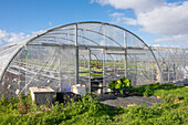 Greenhouse with film walls with lettuce seedlings cultivated on hydroponic shelves in agricultural area