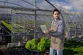 Male farmer examining rows of lettuce growing on hydroponic shelves and making statistic on netbook in spacious horticultural glasshouse