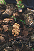 Edible Ramaria coral fungi mushroom growing on ground covered with fallen fry leaves in autumn forest