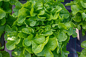 Blick von oben auf üppige, frische, grüne Salatblätter, die auf einem Hydrokultur-Tisch in einem landwirtschaftlichen Gewächshaus wachsen