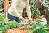 Unbekannter Gärtner mit Harke beim Auflockern des Bodens im Beet mit Salat auf dem Bauernhof