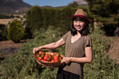Delighted ethnic female farmer standing with basket full of fresh tomatoes in agricultural field in countryside and looking at camera