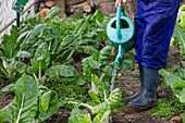 Cropped unrecognizable farmer watering fresh lettuce on field in countryside