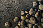 Draufsicht Nahaufnahme eines Kartoffelhaufens auf dem Boden