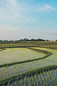 Spektakuläre Aussicht auf das Reisfeld Kajsa