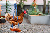 Seitenansicht eines Huhns mit braunem Gefieder, das auf einer Schaukel im Garten eines Bauernhofs sitzt