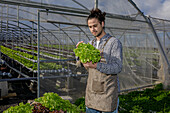 Serious male gardener in apron checking ripe lettuce while collecting harvest in greenhouse in agricultural complex