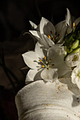 Draufsicht auf eine blühende üppige Knospe der weißen Lilien Eustoma bei Tageslicht