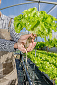 Unbekannter männlicher Landwirt hält Salatpflänzchen mit Wurzeln bei der Arbeit im Hydrokultur-Gewächshaus