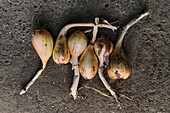 Top view close-up of a pile of onions on the ground
