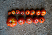 Top view closeup of a line of red tomatoes on the ground