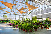 Geräumige Einrichtung eines Gartencenters mit verschiedenen Topfpflanzen und blühenden Blumen, die vom Sonnenlicht beleuchtet werden