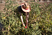 Unbekannter Bauer demonstriert unreife Tomaten, die an einem grünen Busch in einem üppigen Sommergarten auf dem Lande wachsen