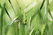 Wild Tipula with wings sitting on green thin Avena Fatua plant growing in forest on blurred background on summer day