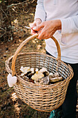 From above female putting fresh mushroom into wicker basket on autumn day in forest