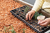 Cropped unrecognizable planting seed in plastic seedling tray on garden bed in farm