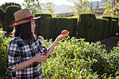 Side view of content Asian female farmer standing with fresh tomato in lush garden in countryside in harvest season in summer